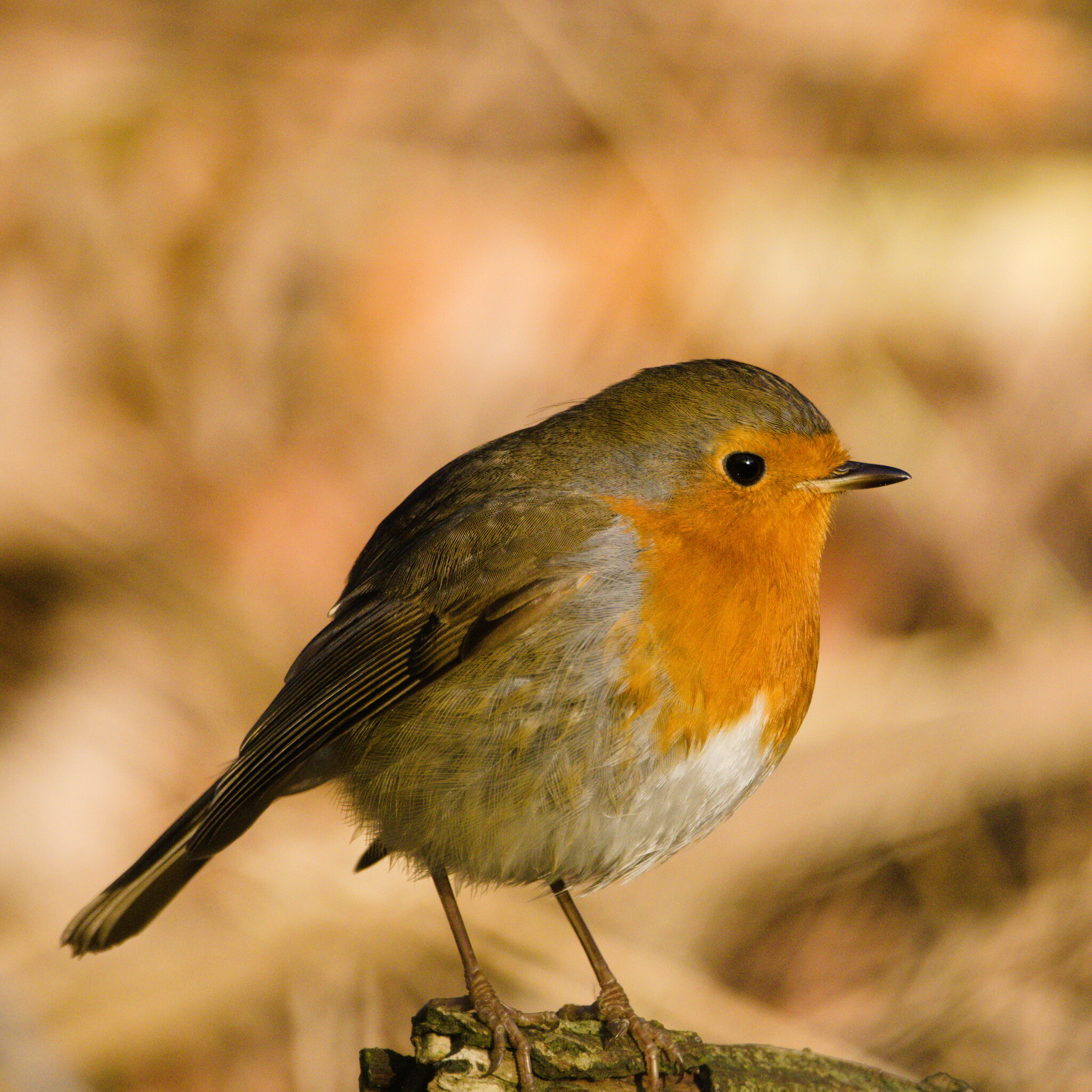 European Robin (Erithacus rubecula)
