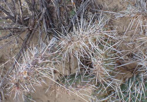 Plains Pricklypear