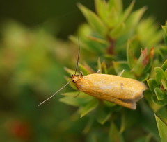 Endeolena aurinatella