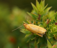 Endeolena aurinatella
