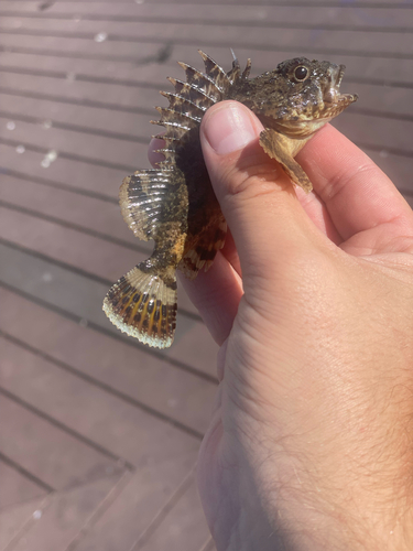 Scorpionfish (various species)