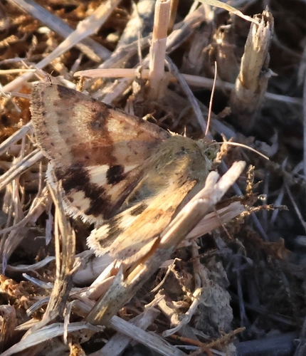 Heliothis viriplaca