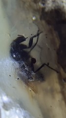Galumnidae