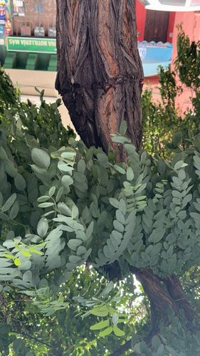 Foto de falsa-acácia