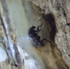 Galumnidae