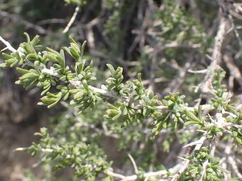 Greasewood