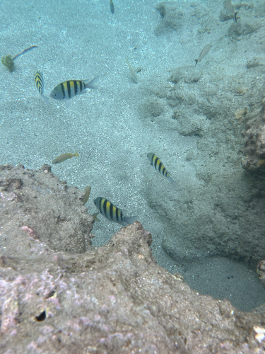 Abudefduf saxatilis