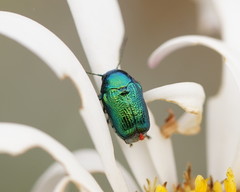 Aporocera viridis