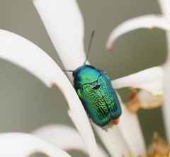 Aporocera viridis
