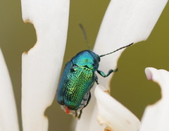 Aporocera viridis
