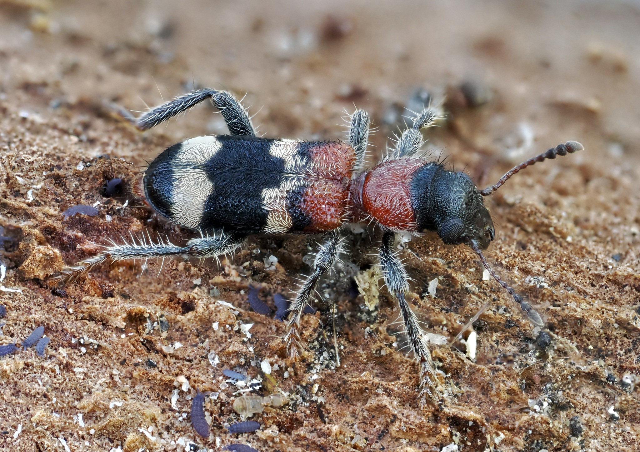 Thanasimus formicarius