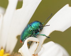 Aporocera viridis