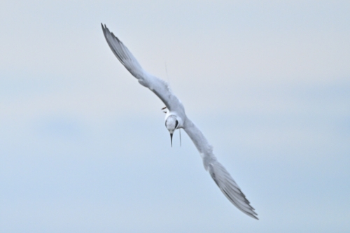Forster's Tern (Sterna forsteri)