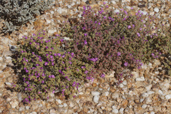Drosanthemum brevifolium