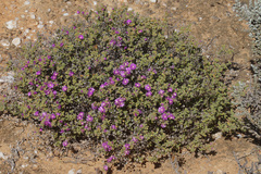 Drosanthemum brevifolium