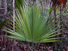 Saribus rotundifolius
