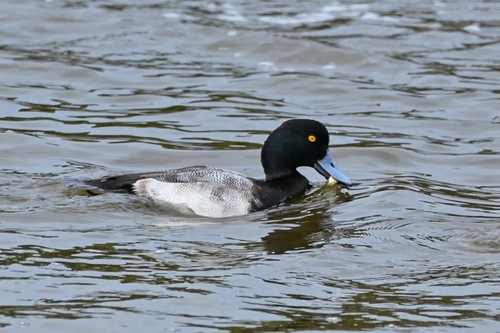 Greater Scaup (Aythya marila)