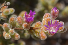 Drosanthemum brevifolium