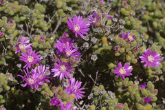 Drosanthemum brevifolium