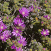 Drosanthemum brevifolium - Photo (c) Felix Riegel, osa oikeuksista pidätetään (CC BY-NC), lähettänyt Felix Riegel