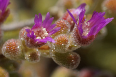 Drosanthemum brevifolium