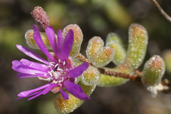 Drosanthemum brevifolium