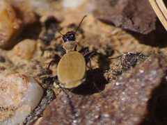 Graphipterus limbatus