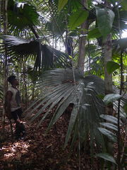 Saribus rotundifolius