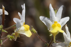 Nemesia anisocarpa