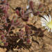 Drosanthemum schoenlandianum - Photo (c) Felix Riegel, μερικά δικαιώματα διατηρούνται (CC BY-NC), uploaded by Felix Riegel