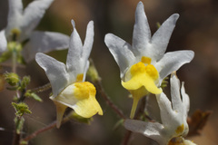 Nemesia anisocarpa