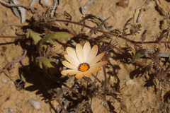 Dimorphotheca pinnata