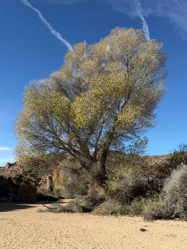 Fremont's cottonwood