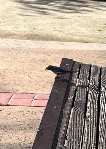 Yellow-rumped Warbler (Setophaga coronata), photo 3