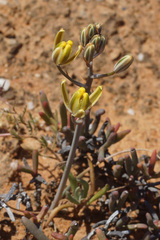 Albuca longipes