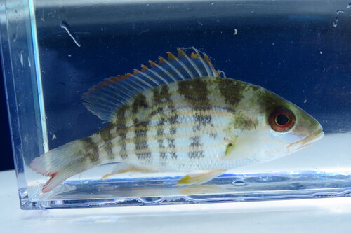 Lane snapper (Lutjanus synagris) — Lutjanidae — 4
