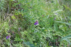 Vicia nervata