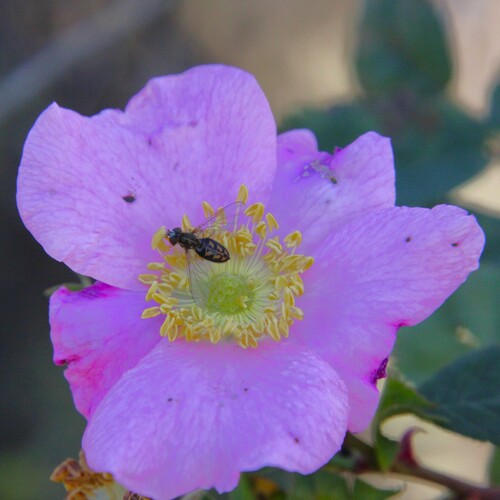 iNaturalist observation photo of Margined Calligrapher