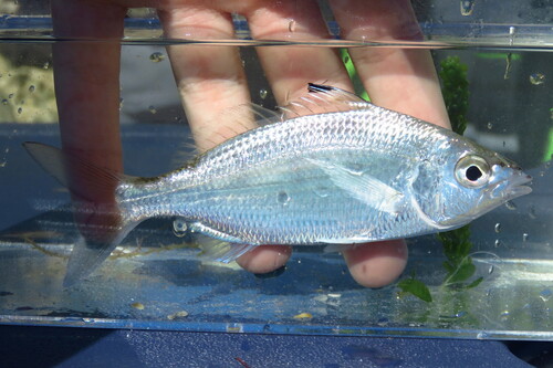 Flagfin mojarra (Eucinostomus melanopterus) — Gerreidae — 3