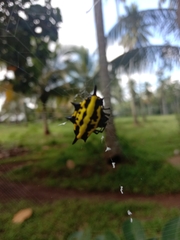 Gasteracantha panisicca