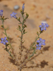 Wahlenbergia oxyphylla