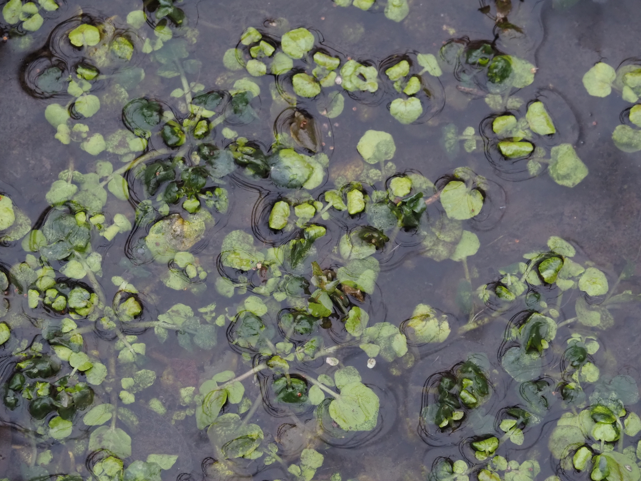 Waterccress