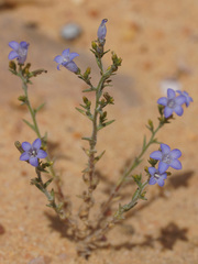 Wahlenbergia oxyphylla