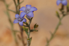 Wahlenbergia oxyphylla
