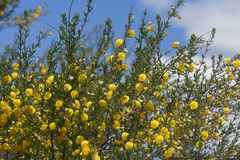 Aspalathus spinescens lepida