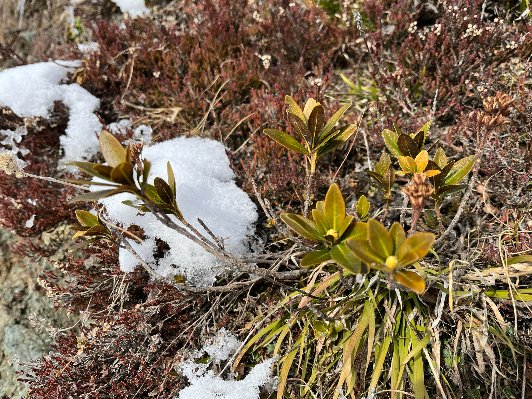 Alpenrose