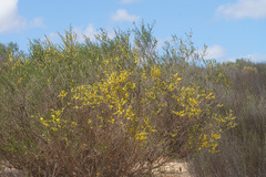 Aspalathus spinescens lepida