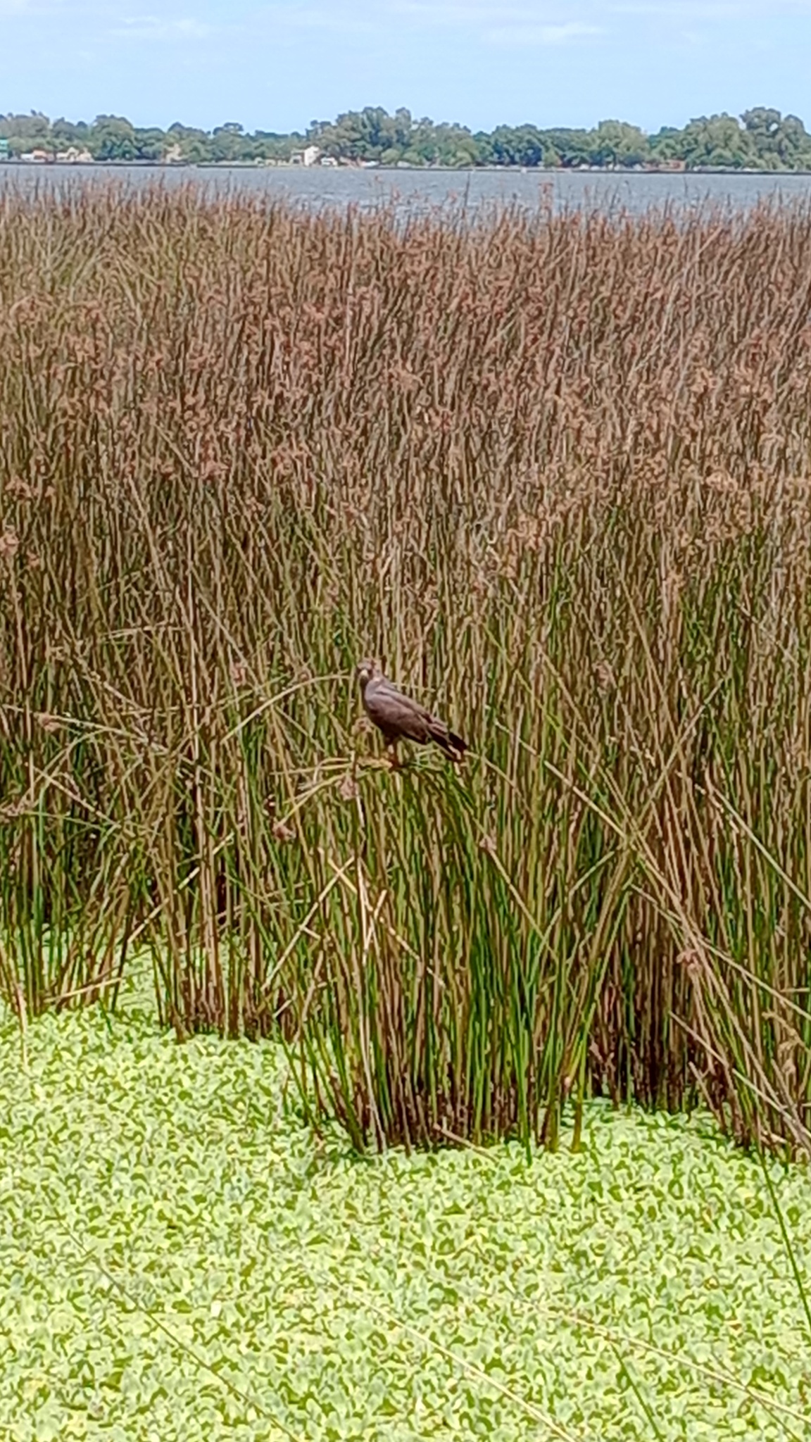 Snail Kite (Rostrhamus sociabilis), photo 9