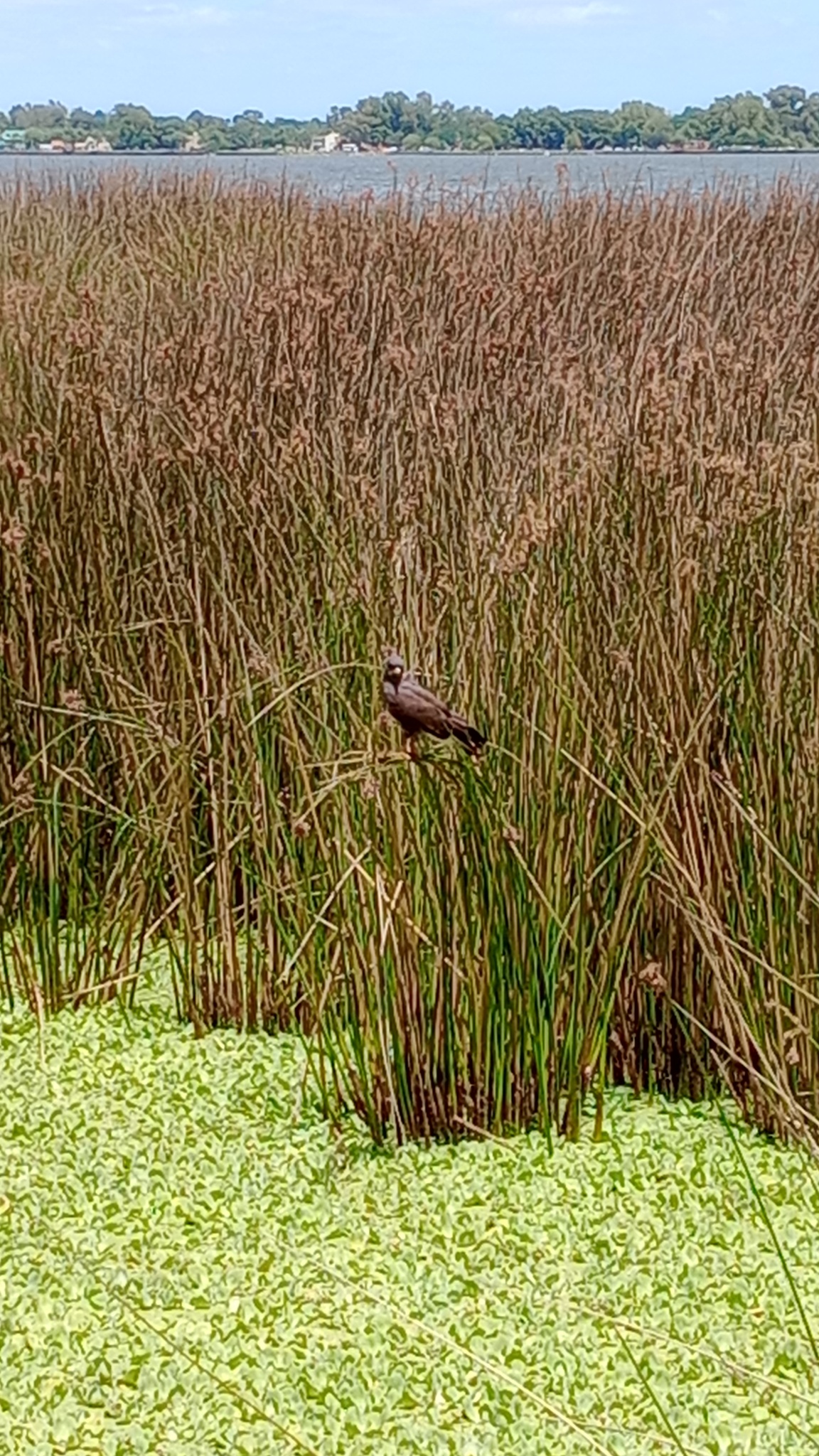 Snail Kite (Rostrhamus sociabilis), photo 10