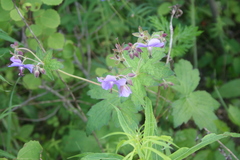 Geranium platyanthum